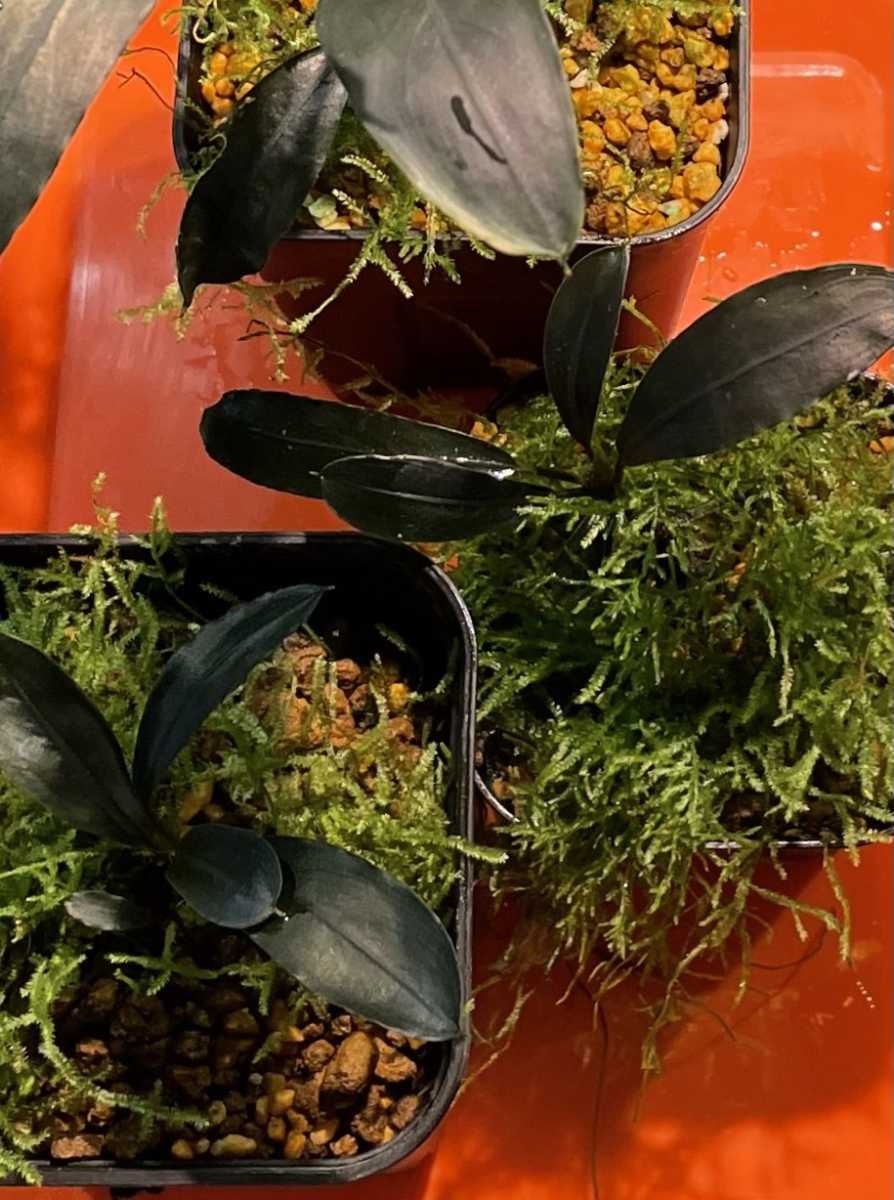 Bucephalandra sp.”Deep purple”from Kapuas【AZ0617-31