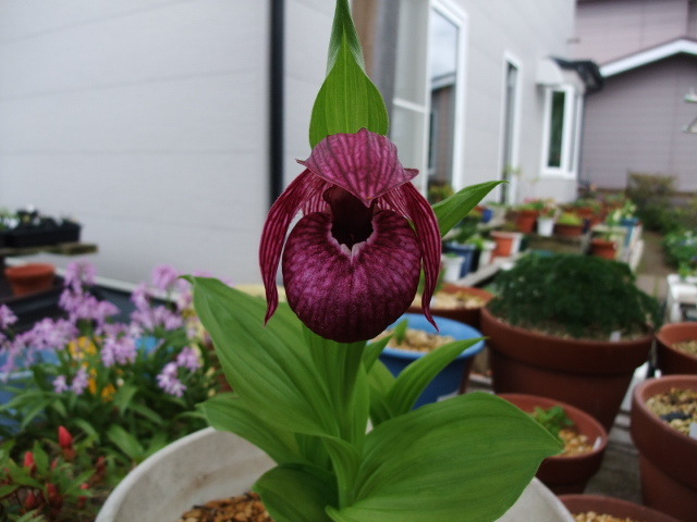 【濃色】D74 厚岸ホテイアツモリソウ葉3 山野草 厚岸ホテイアツモリソウ 濃色 1芽 福寿草 : 三段咲き 1芽 山
