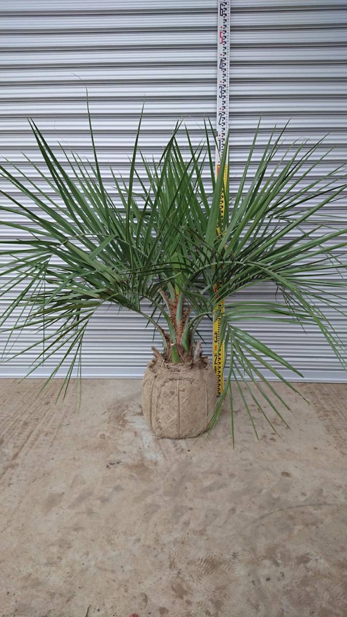 ココスヤシ | 現品発送 ココスヤシ（植木｜ガーデニング・農業）：花 