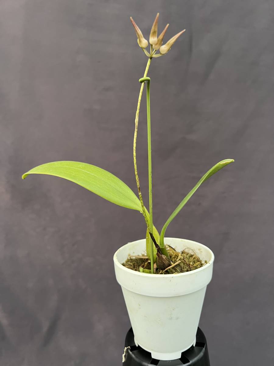 豪華3点セット　洋蘭原種　パルダリウム 洋蘭 洋ラン 原種 バルボフィラム Bulb. lindleyanum 洋蘭原種