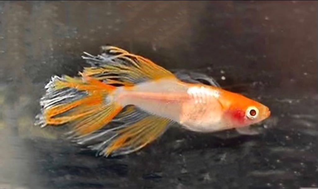 卑弥呼 3ペア 若魚 片頬あり 水華めだか卑弥呼 銀メタ卑弥呼ダカの稚魚 