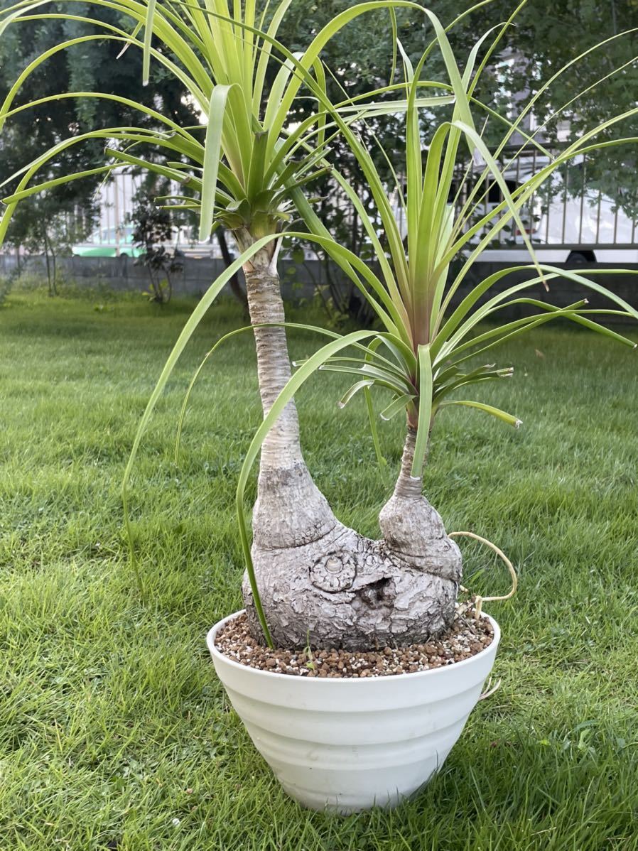 ヘ5350 「現地株」パキポディウム ブレビカウレ 恵比寿笑い M 抜き苗