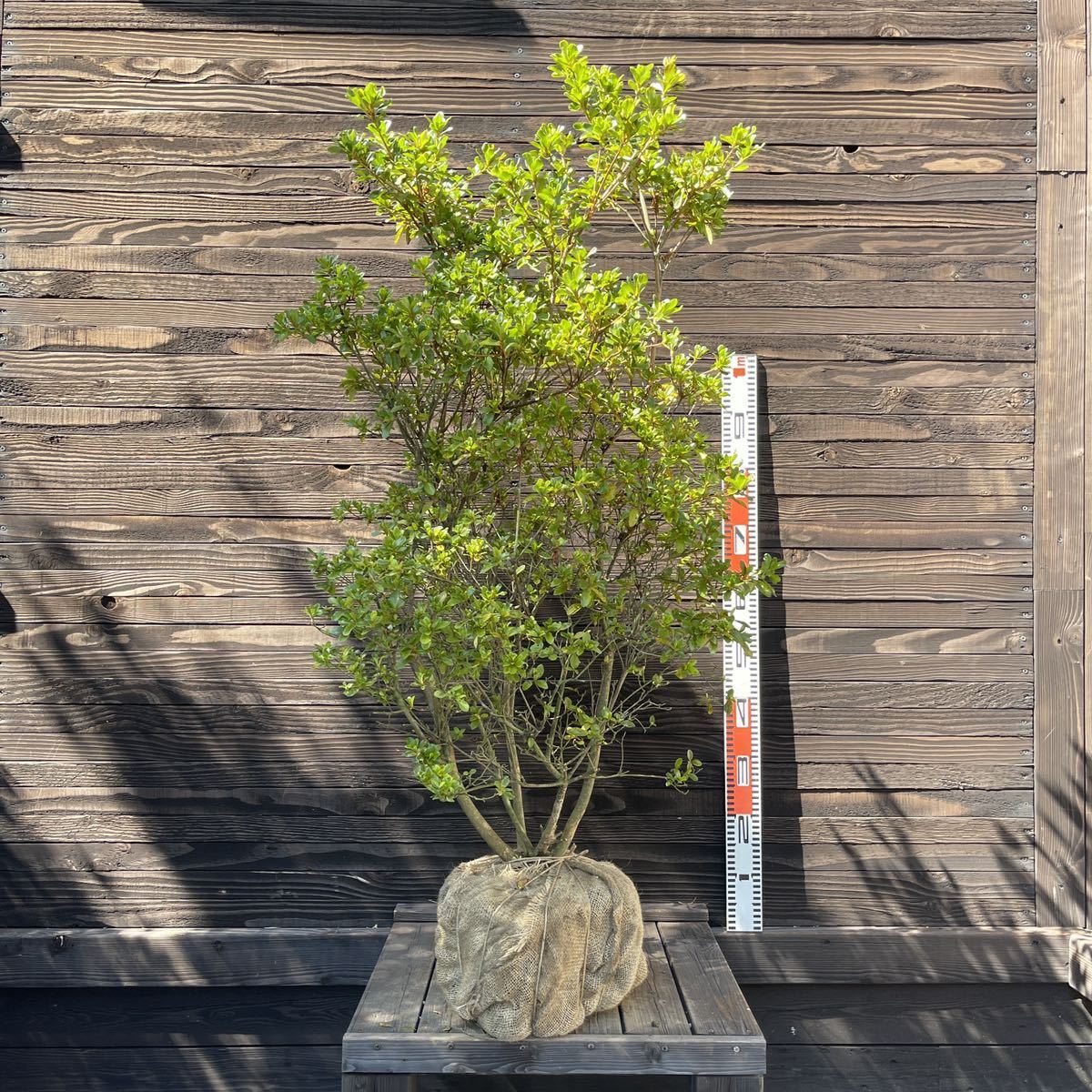 苗 | ツツジ 本霧島 苗木 （本キリシマ） クルメツツジ 花ごよみ 京都 