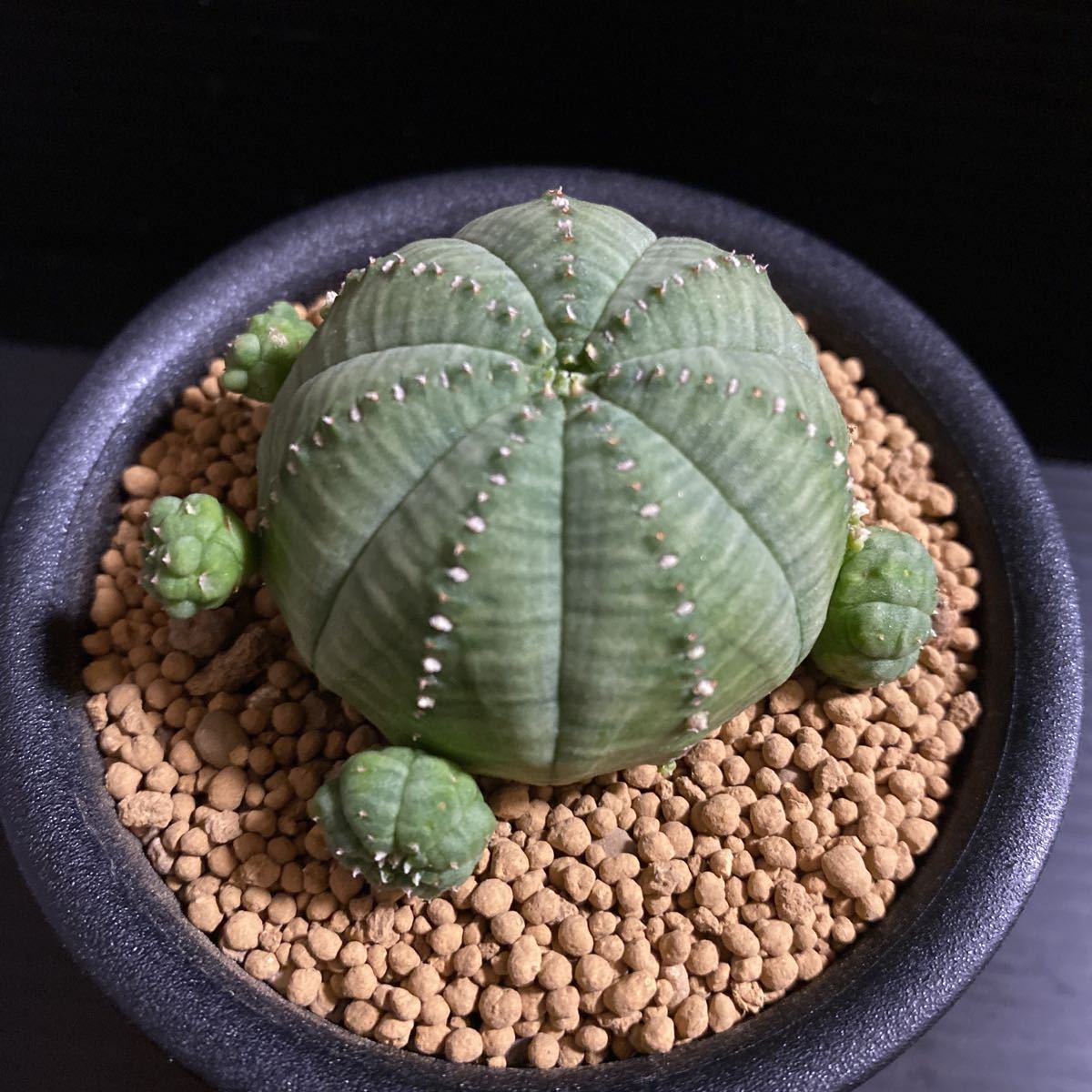 σ クラッスラ トメントーサ 長毛特選タイプ 2.5号 Crassula tomentosa