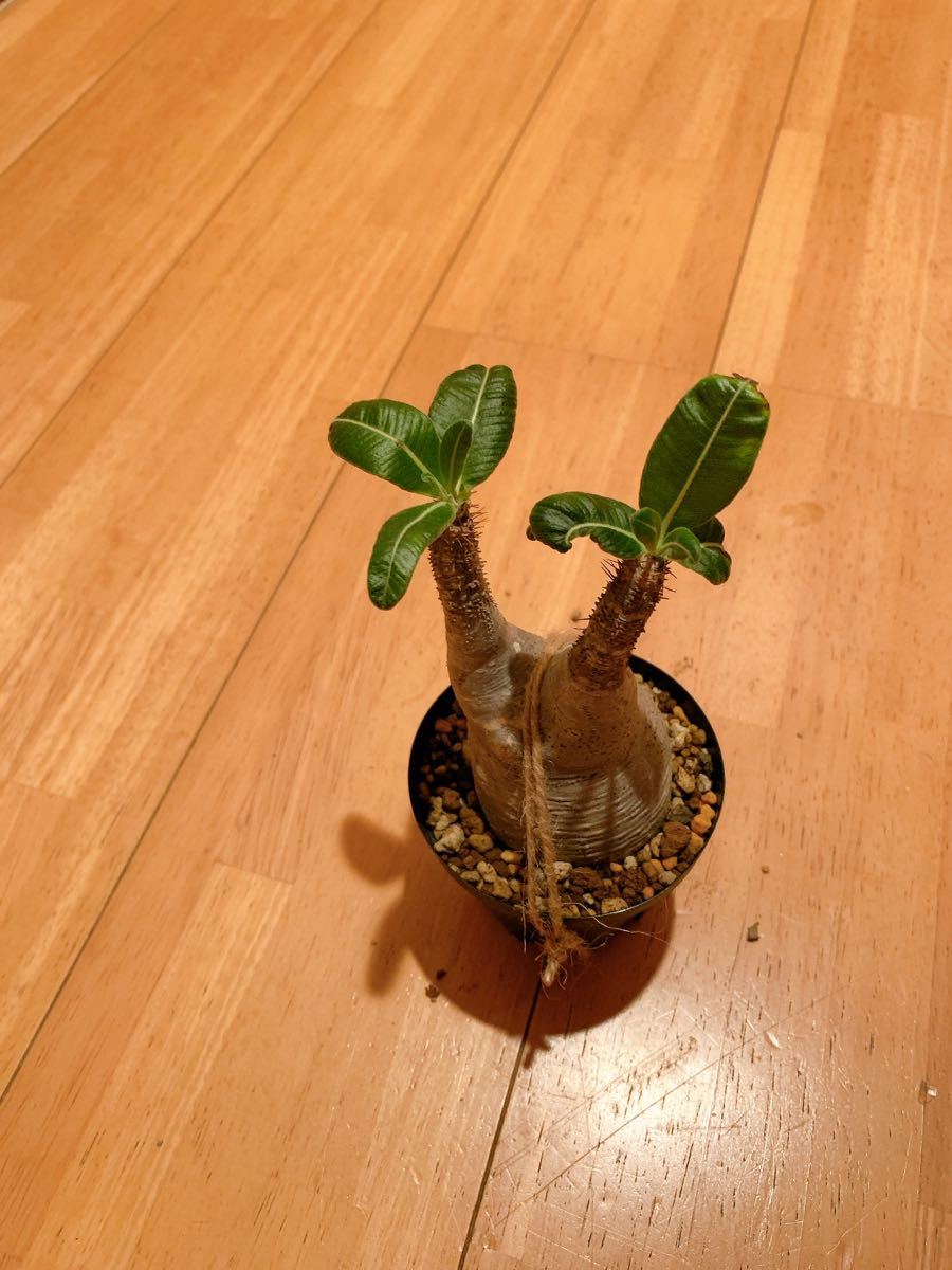 グラキリス パキポディウム 塊根植物 観葉植物 現地球 | 抜き苗 ⁄ 発根