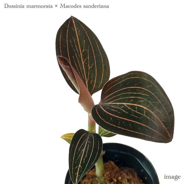  ドッシニア マルモラータ &times; マコデス サンデリアーナ 2寸 ジュエルオーキッド 宝石蘭 Dossinia marmorata &times; Macodes sanderiana(ラン)｜売買されたオークション情報、yahooの商品情報をアーカイ ラン