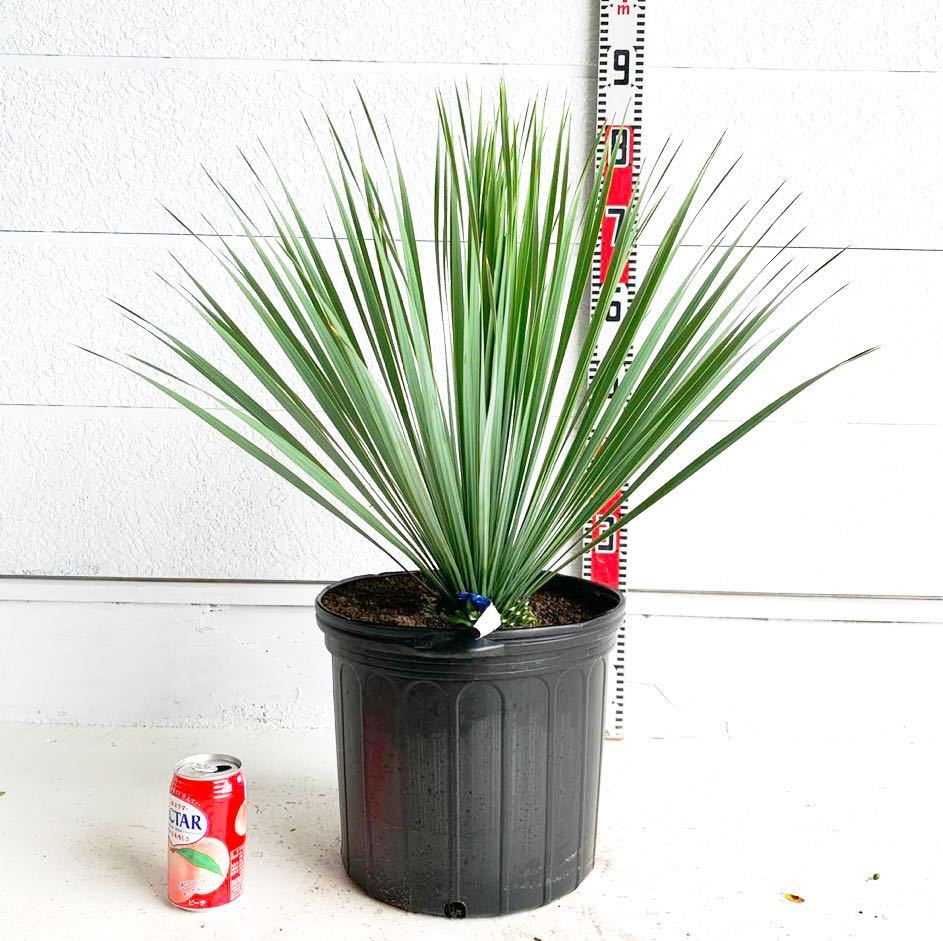 ユッカ ロストラータ 観葉植物 Rostrata 陶器鉢 Yucca rostrata 細葉