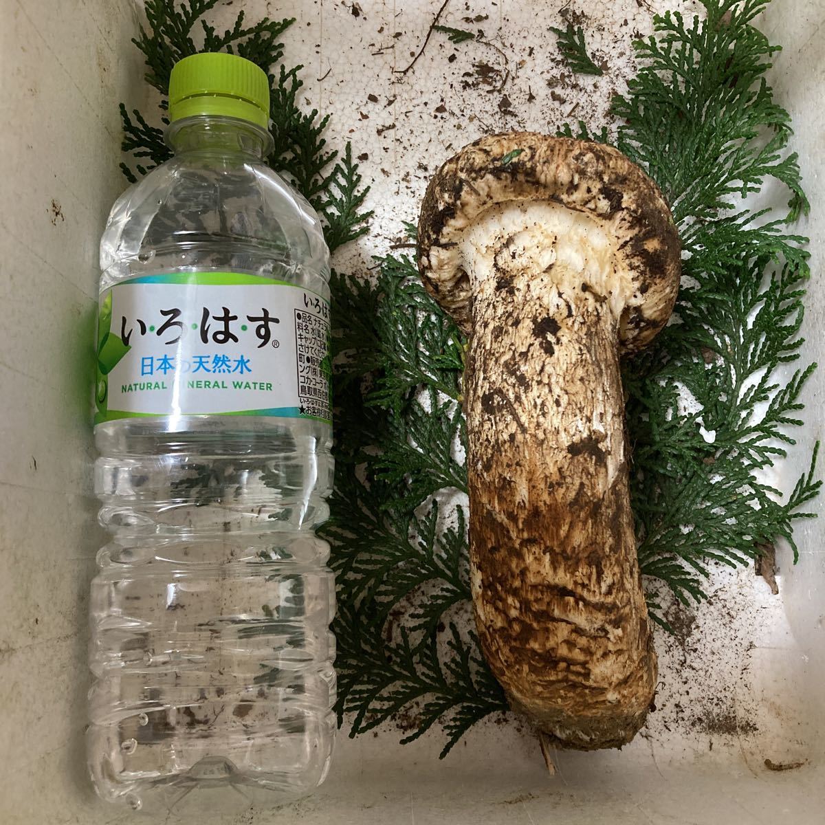 公式通販 香りの良い国産品 | 信州松茸屋 岩手県産松茸⑥ 287g 優先 