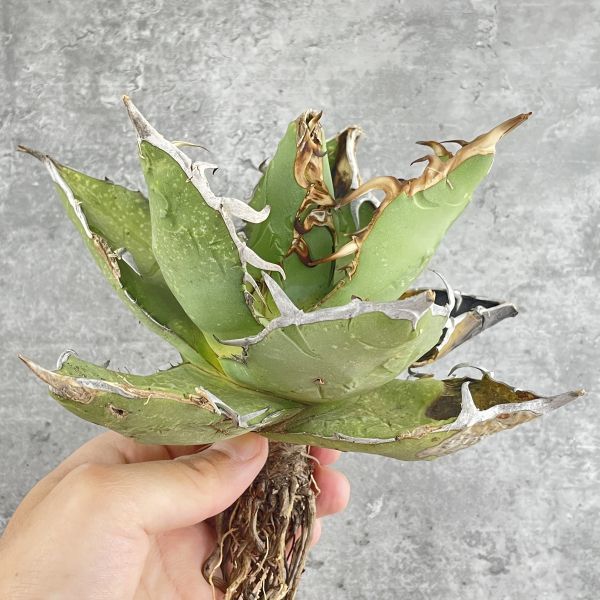 アガベ オテロイ 産 agave oteroi F3832S級極上トップ！超希少個体