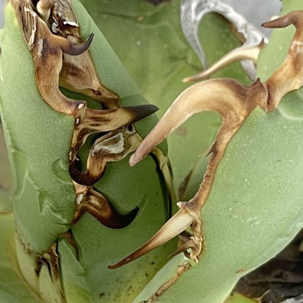 アガベ オテロイ 産 agave oteroi F3832S級極上トップ！超希少個体