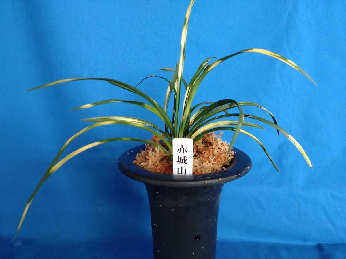 赤城の山」（あかぎのやま 古典園芸植物：日本春蘭 -日本春蘭(花)の