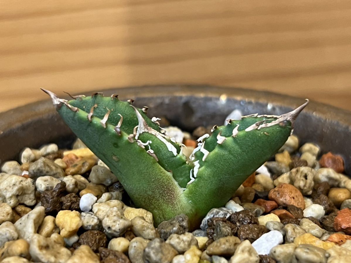アガベ 清桜(セオ) 清櫻 子株② （アガベチタノタ清桜 子株 Agave 