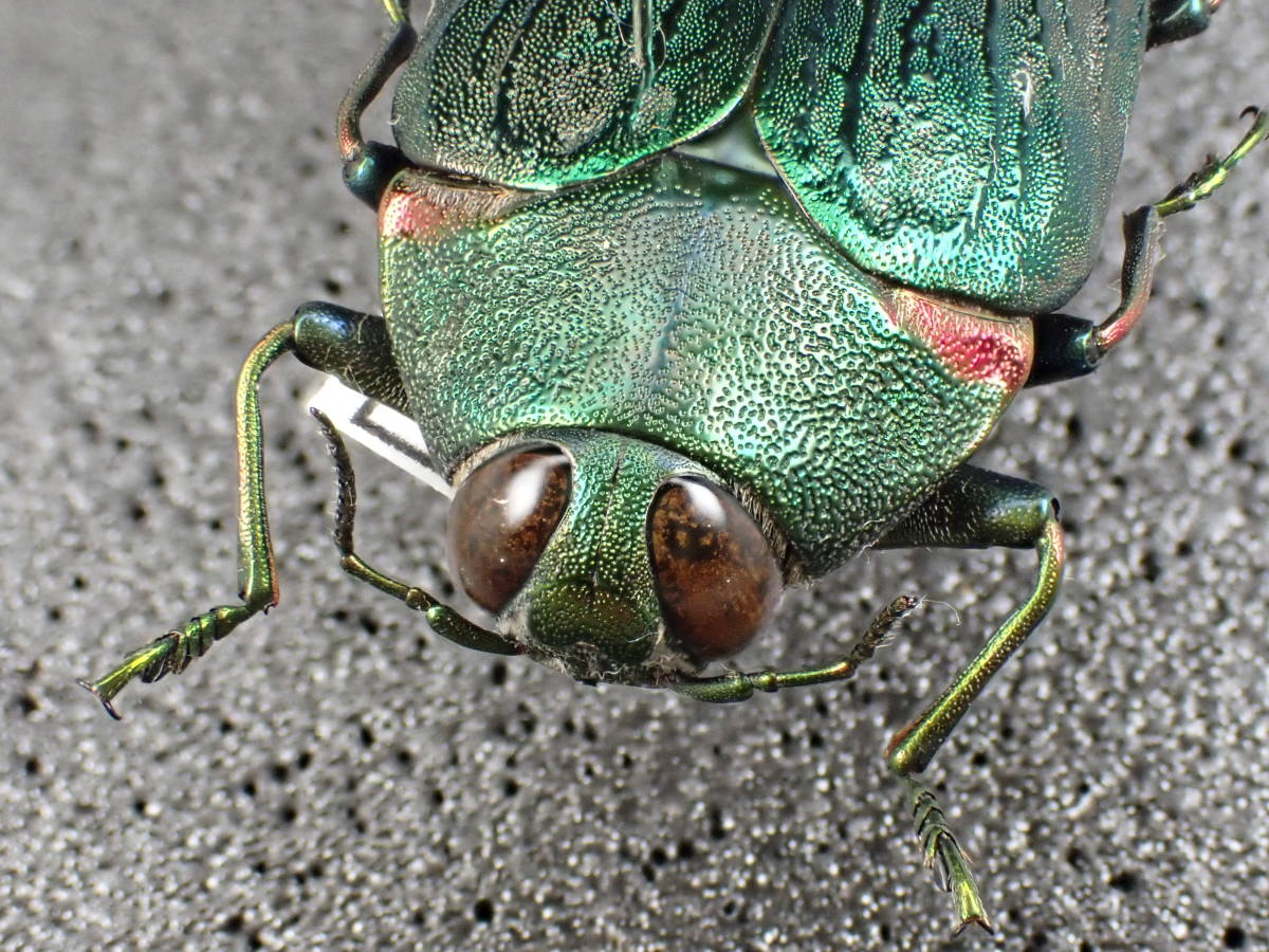 色々37 巨大なオウサマカドアカタマムシ41mm ペルー産 ペルー産 アヤ