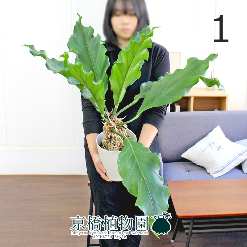 現品】アンスリウム・フーケリー 6号 白鉢（1）Anthurium hookeri 現