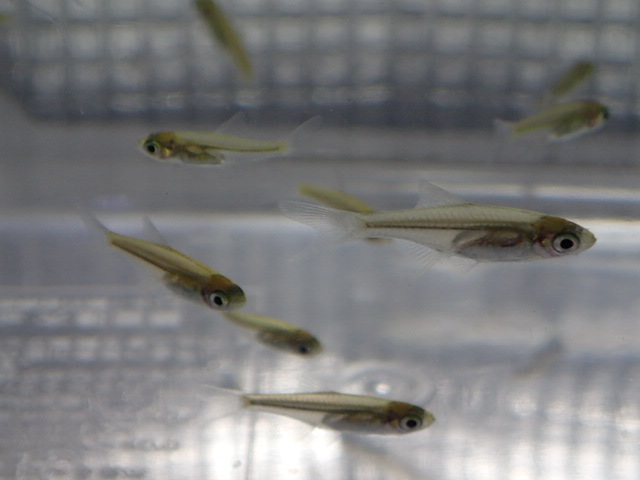  １０匹 ミクロラスボラ ブルーネオン １から２CM SM/MSサイズ 淡水 熱帯魚 生体 ８０サイズ関東送料８７３円(淡水魚)｜売買されたオークション情報、yahooの商品情報をアーカイブ公開 - オーク その他