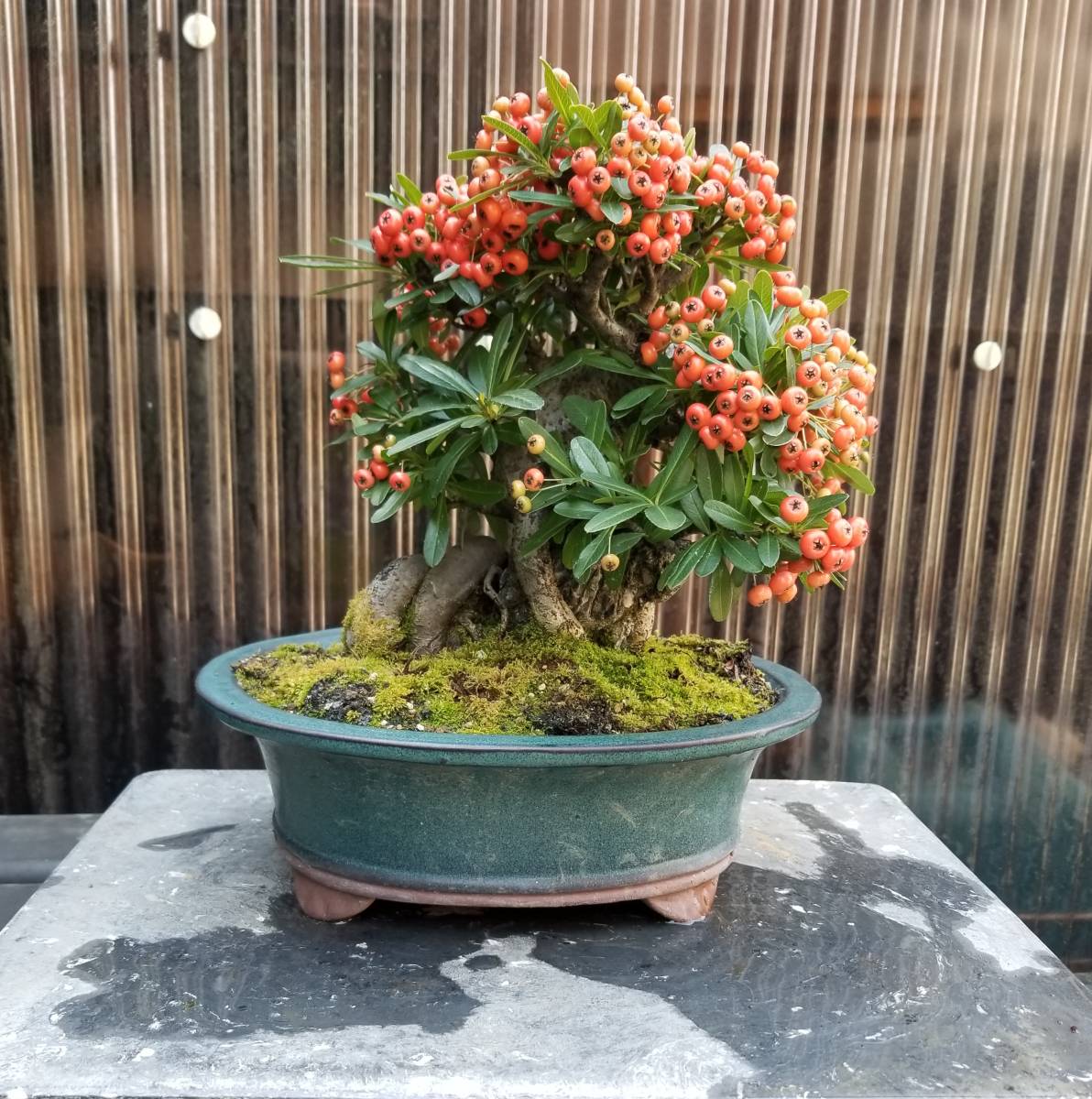 ピラカンサ 盆栽 実つき 黒松五葉松紅葉楓真柏 松 花、園芸 【公式通販】