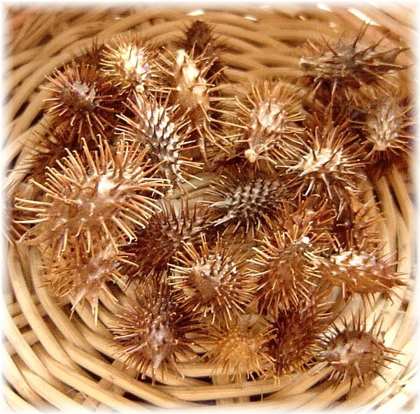 栽培用オナモミの種３０粒 おなもみのタネ ひっつきむし その他 売買されたオークション情報 Yahooの商品情報をアーカイブ公開 オークファン Aucfan Com