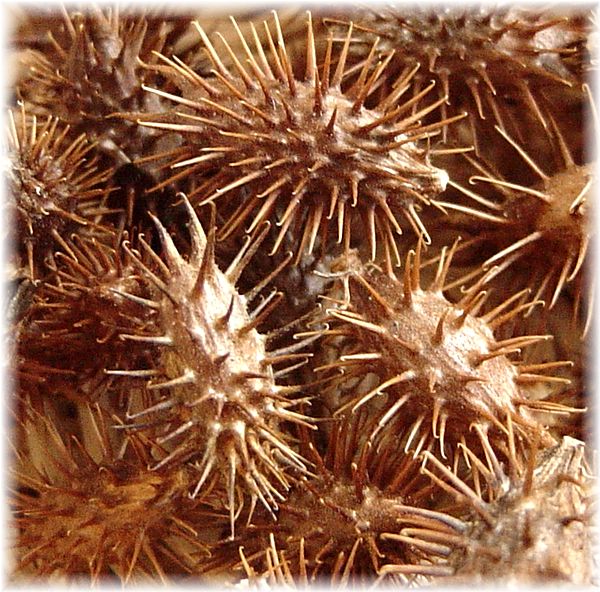 栽培用オナモミの種３０粒 おなもみのタネ ひっつきむし その他 売買されたオークション情報 Yahooの商品情報をアーカイブ公開 オークファン Aucfan Com