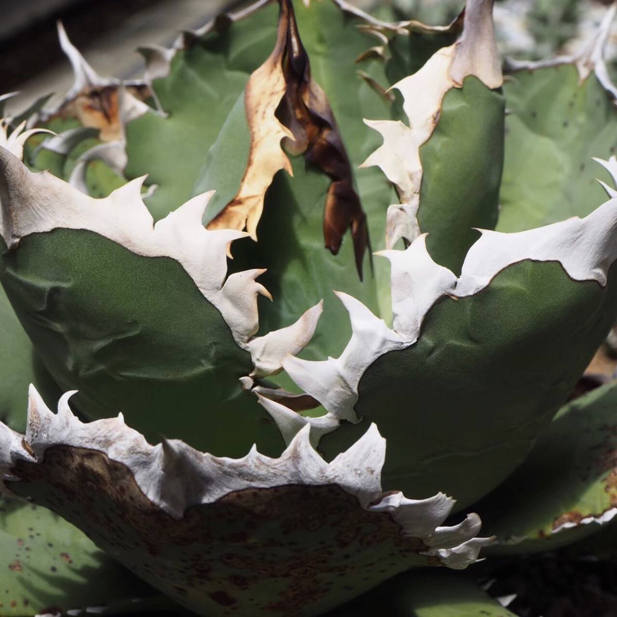 100%新品，爆買い チェーンタイプ アガベ チタノタ チェーンタイプ Agave titanota Chain type 白排刺 大綱牙 竜舌蘭 多肉植物 MP208-2(アガベ)｜売買されたオークション情報、yahooの商品情報をアーカイブ公開 - オーク アガベ