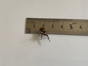 ジャンピングスパイダーの値段と価格推移は 9件の売買情報を集計したジャンピングスパイダーの価格や価値の推移データを公開