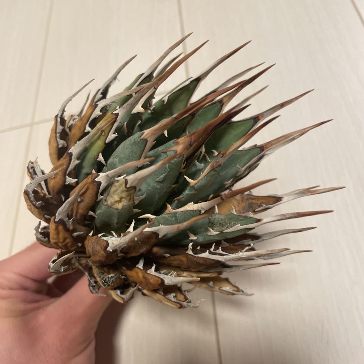 アガベ ユタエンシス エボリスピナ 0 コンパクト 1 【USA産