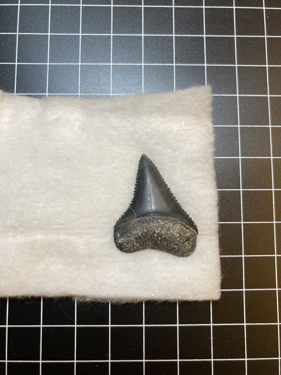 サメの歯 ホホジロザメ 化石 歯 牙 メガロドンより希少。絶滅した