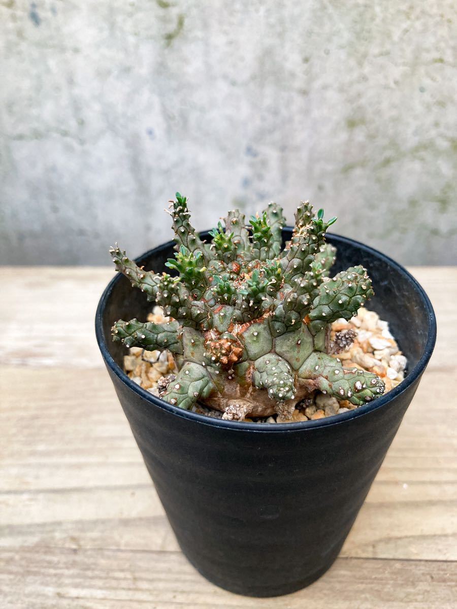 Euphorbia suppressa D262【希少】 ユーフォルビア スプレッサ GM227