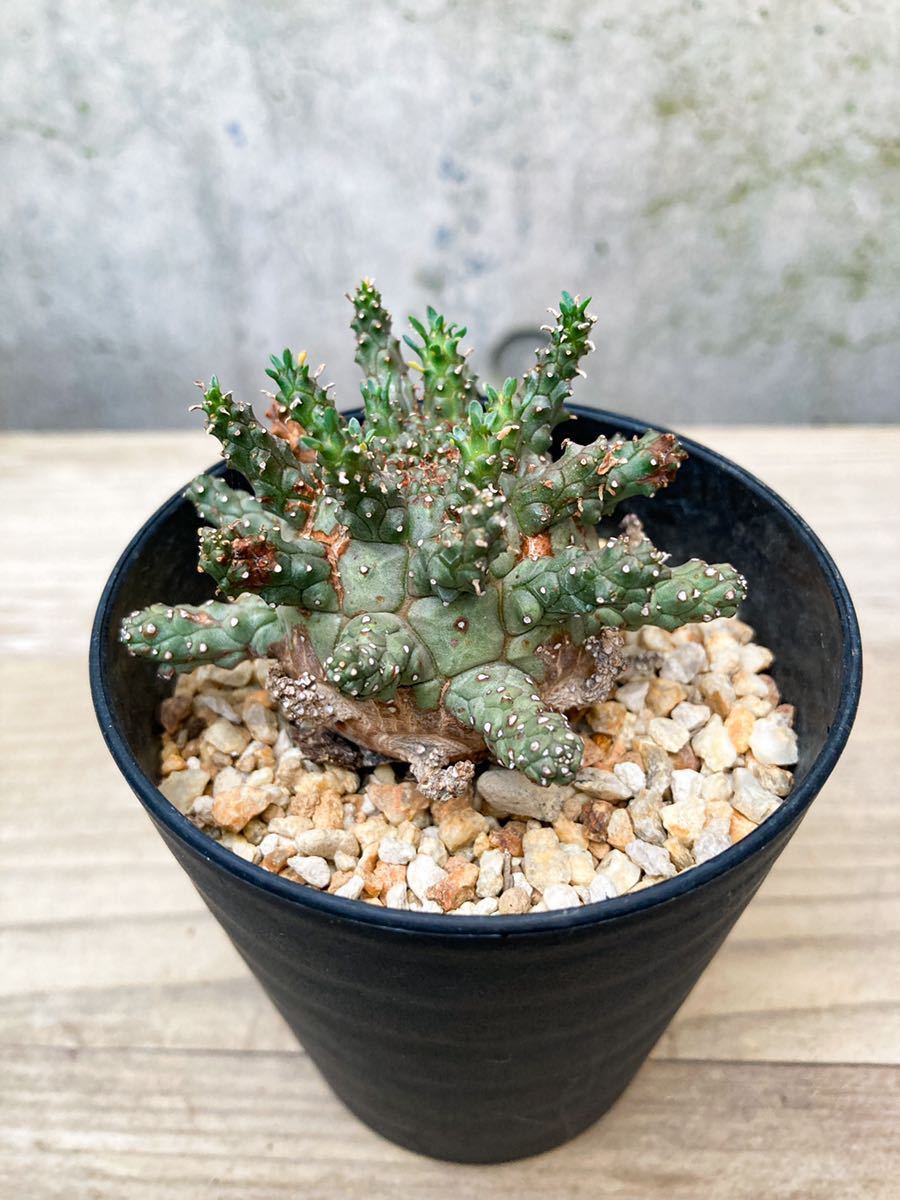 Euphorbia suppressa D262【希少】 ユーフォルビア スプレッサ GM227