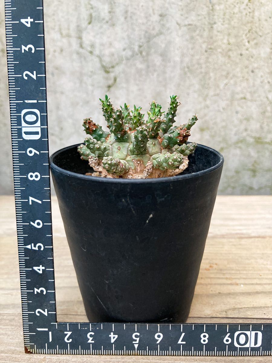 Euphorbia suppressa D262【希少】 ユーフォルビア スプレッサ GM227