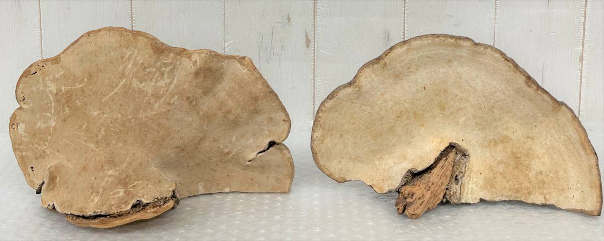 さるのこしかけ サルノコシカケ 4点 置物 オブジェ 和風天然木 鑑賞用 