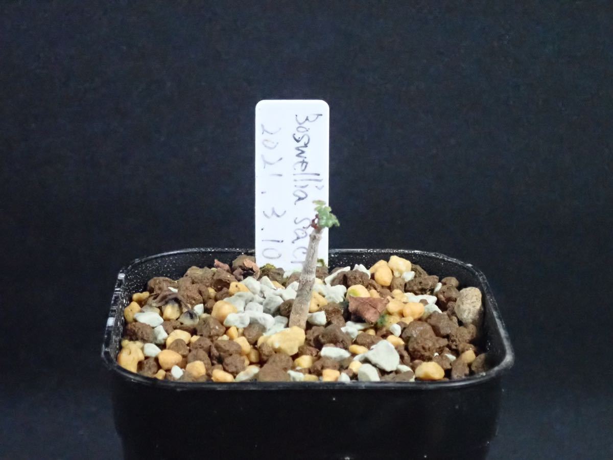 Boswellia sacra ボスウェリア サクラ 公式通販 サクラ実生 | ① 5粒 1