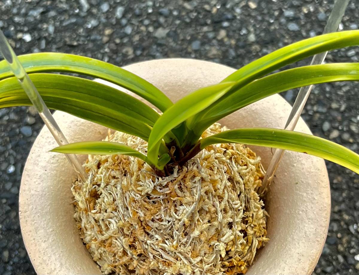 富貴蘭「錦織」本芸品最上柄 富貴蘭 錦織 新作登場，低価 回