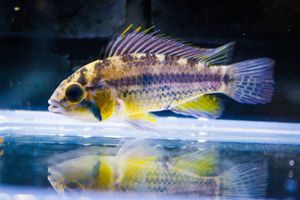 アピストグラマ カカトゥオイデスのヤフオク の相場 価格を見る ヤフオク のアピストグラマ カカトゥオイデス のオークション売買情報は3件が掲載されています