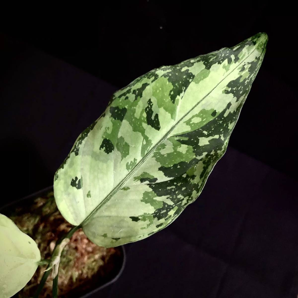 LA便 アグラオネマ ピクタム Aglaonema pictum Aceh sumatera【LA0121