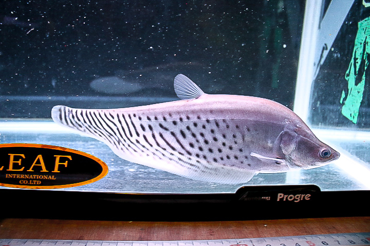 ロイヤルナイフフィッシュ60センチ以上