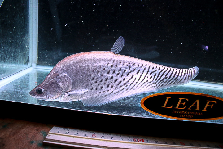 ロイヤルナイフ(ワイルド)55センチぐらい