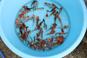 錦鯉 稚魚のヤフオク の相場 価格を見る ヤフオク の錦鯉 稚魚のオークション売買情報は27件が掲載されています