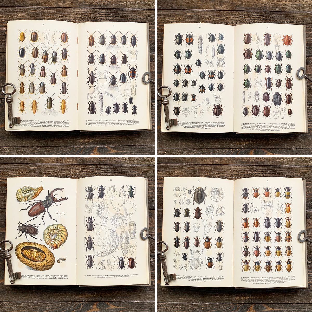 Yahoo!オークション [1923年]ドイツの古い昆虫図鑑(DIE 1912年]ドイツ