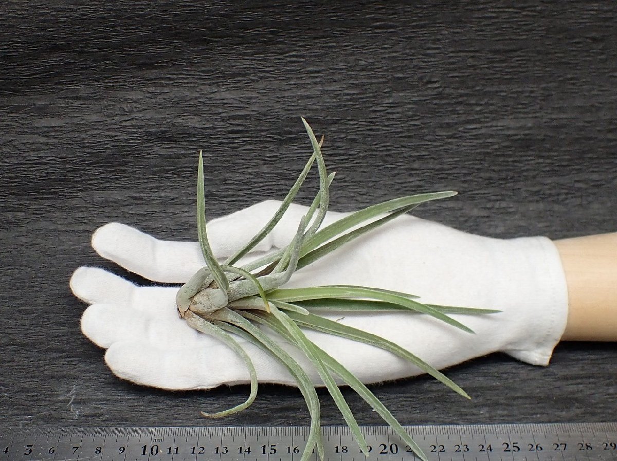 Tillandsia guerreroensis チランジア・ゲレロエンシス○エアプランツ