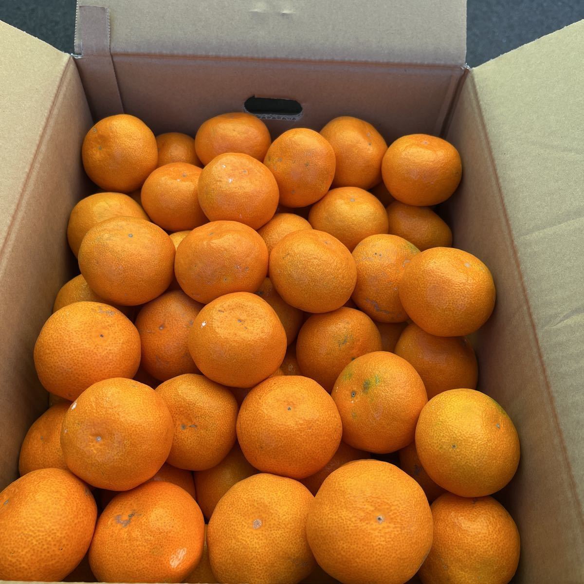 送料込み 熊本産 みかん Mサイズ 青秀(B級) 約10キロ 11/27発送予定 家庭用　