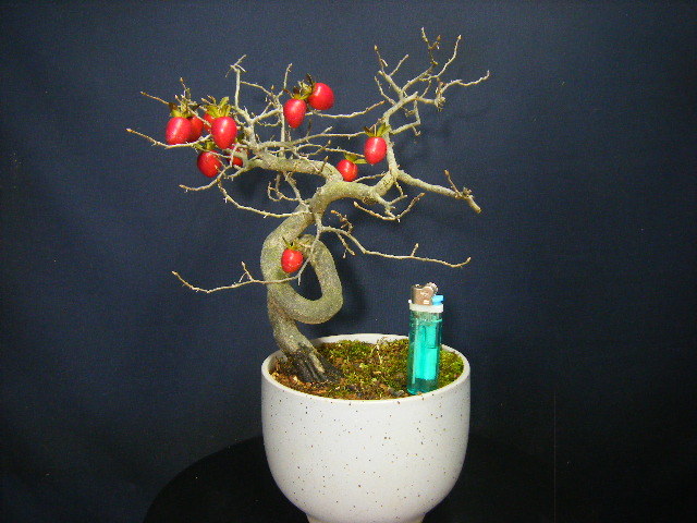 貴風盆栽ローヤ柿