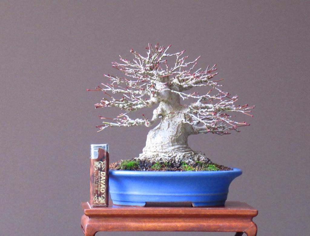 「小品盆栽」山もみじ/模様木16cm/即展鑑賞向(741)