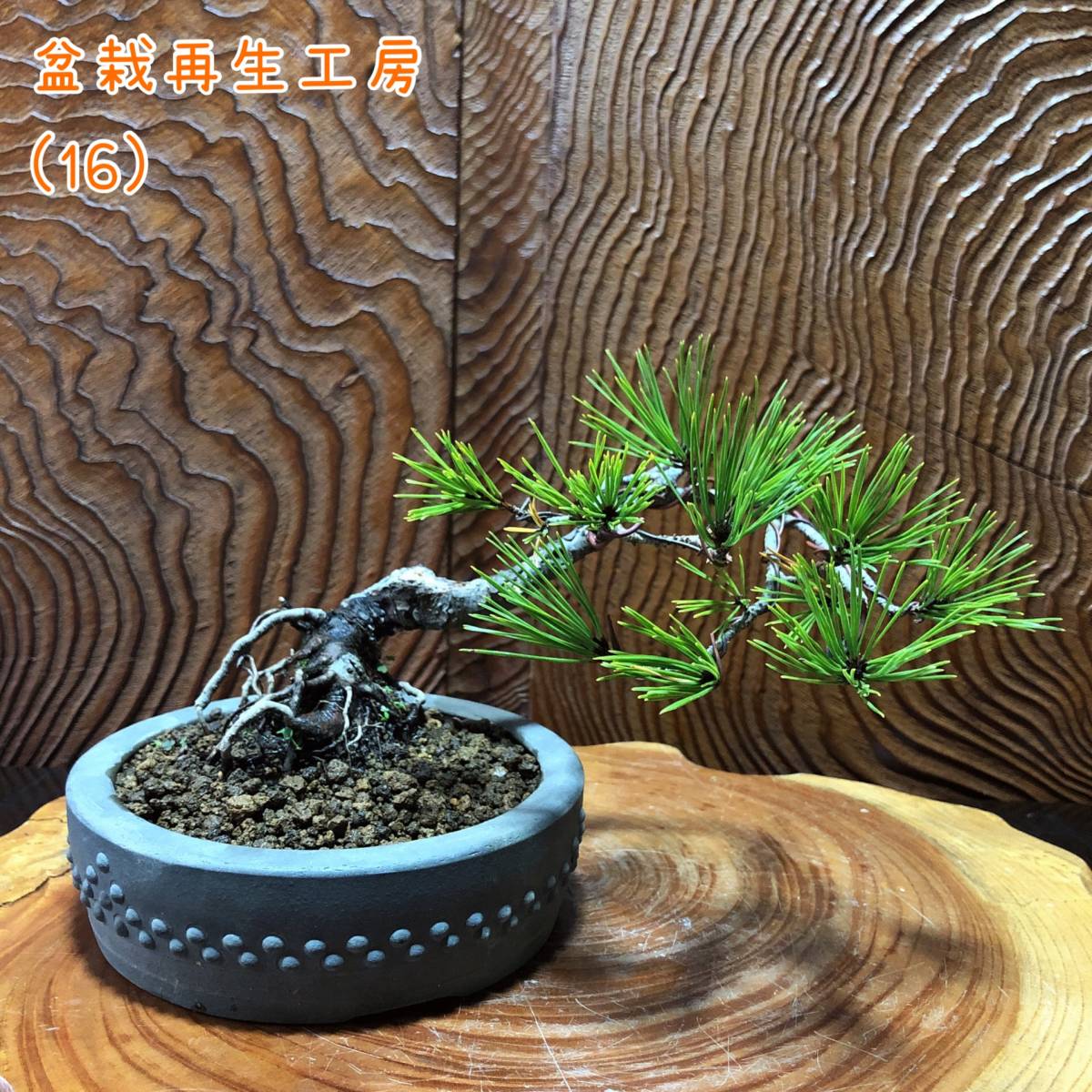 赤松 山採り 盆栽 山採り赤松 | 山採りアカマツ 株）一樹園 大品