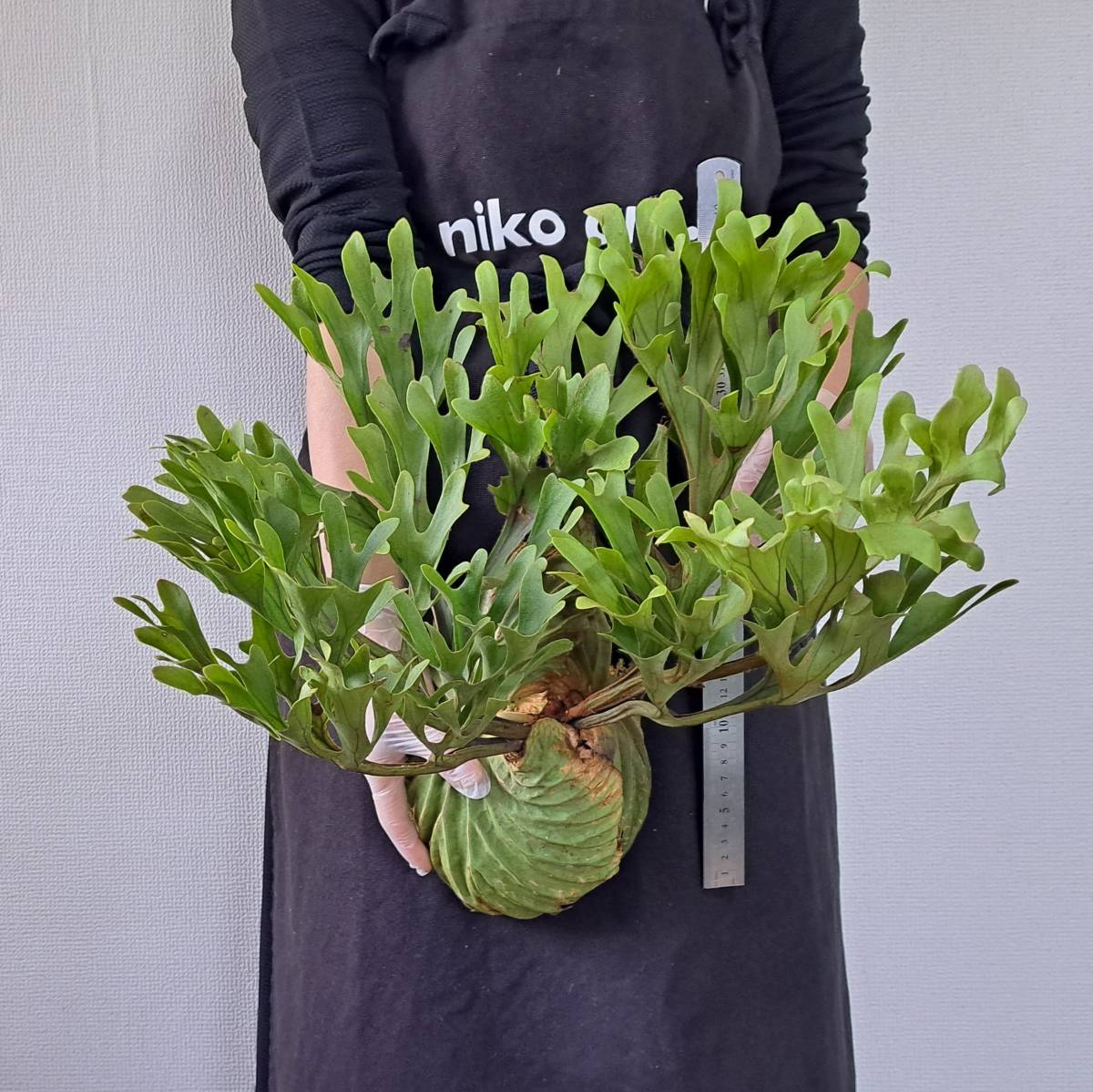 ☆1円スタート☆49L ビカクシダ 植物（大株）☆Platycerium ridleyi 