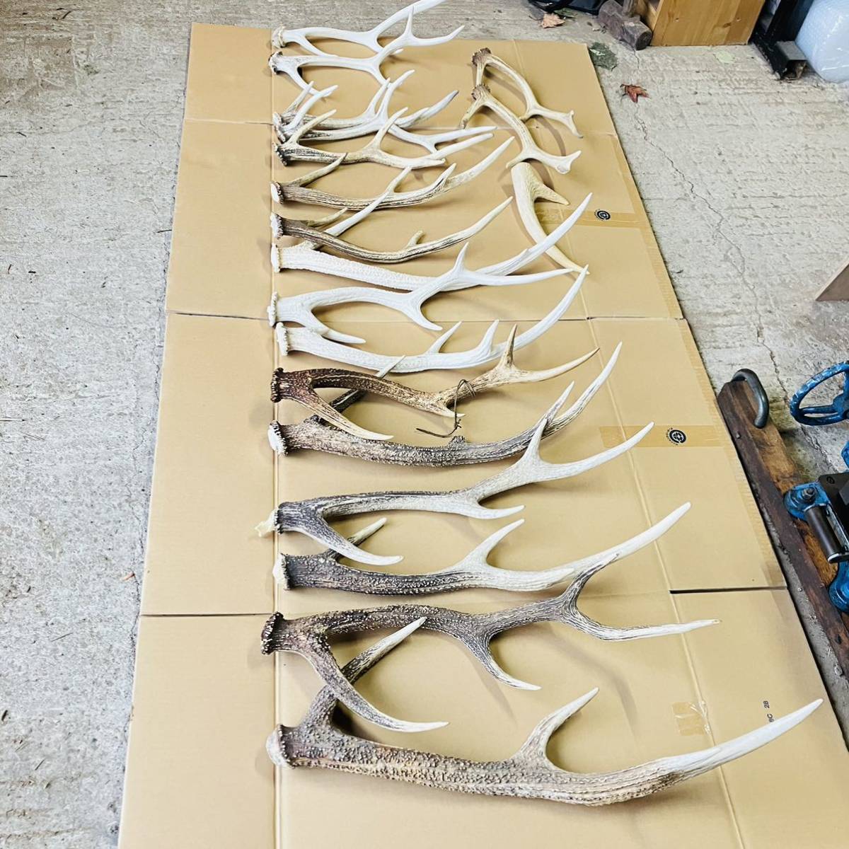 エゾジカのツノ 19本セット 蝦夷鹿 鹿の角 鹿角 天然 北海道 犬の