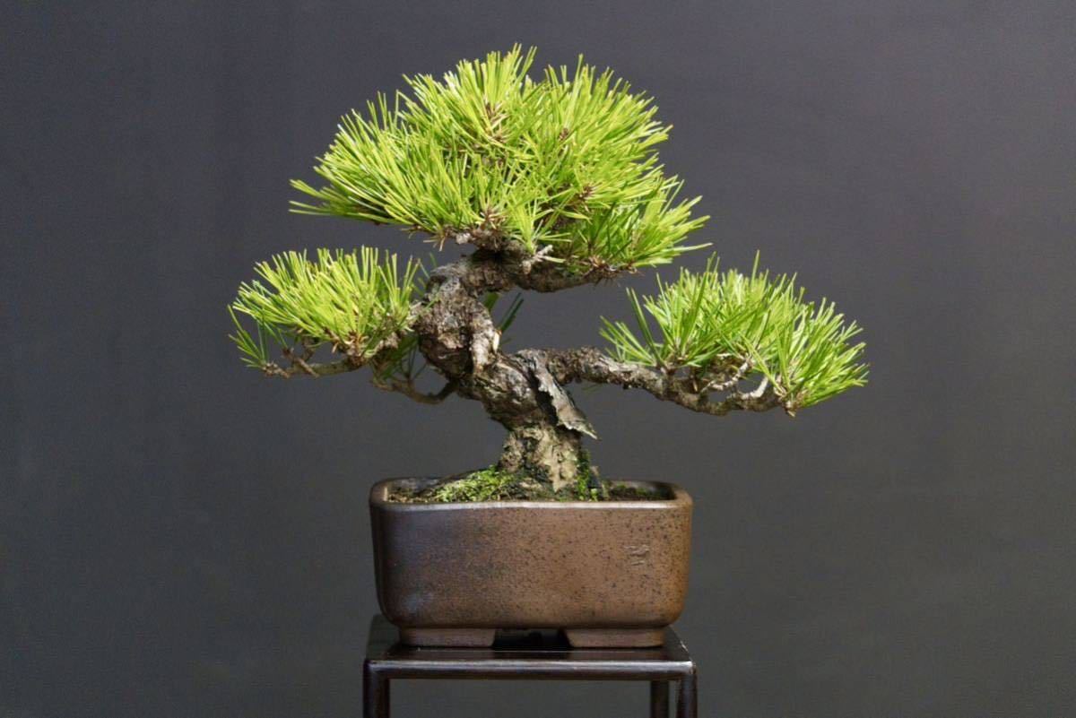 盆栽 藤原】 赤松 | THEPARKCOMPANIES.COM