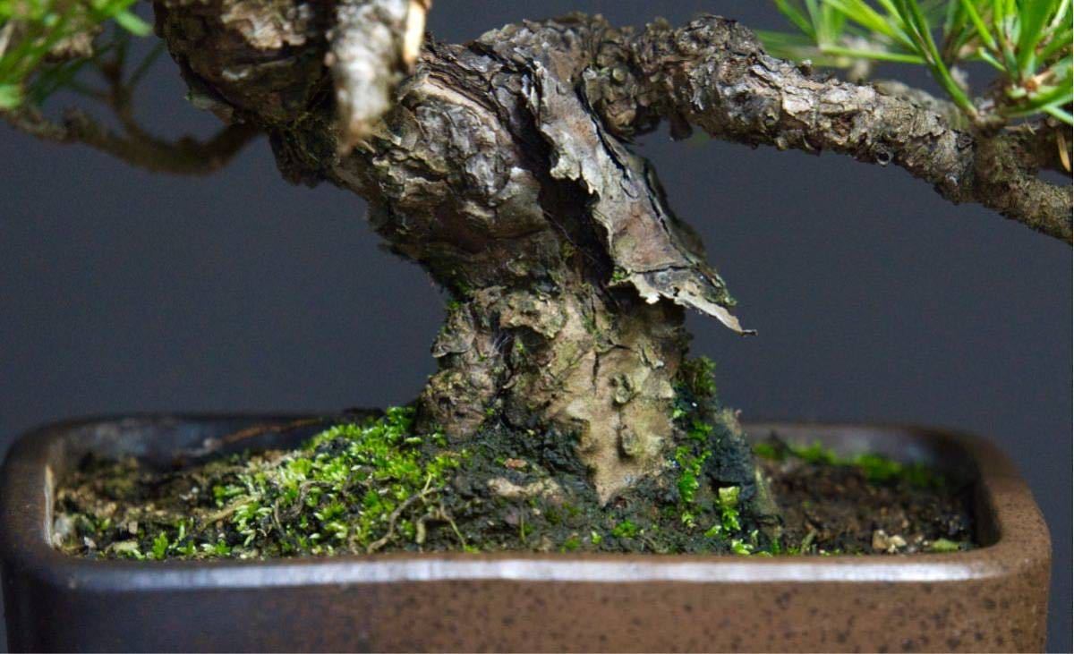 ご希望商品×7 盆栽 藤原】 赤松 | THEPARKCOMPANIES.COM