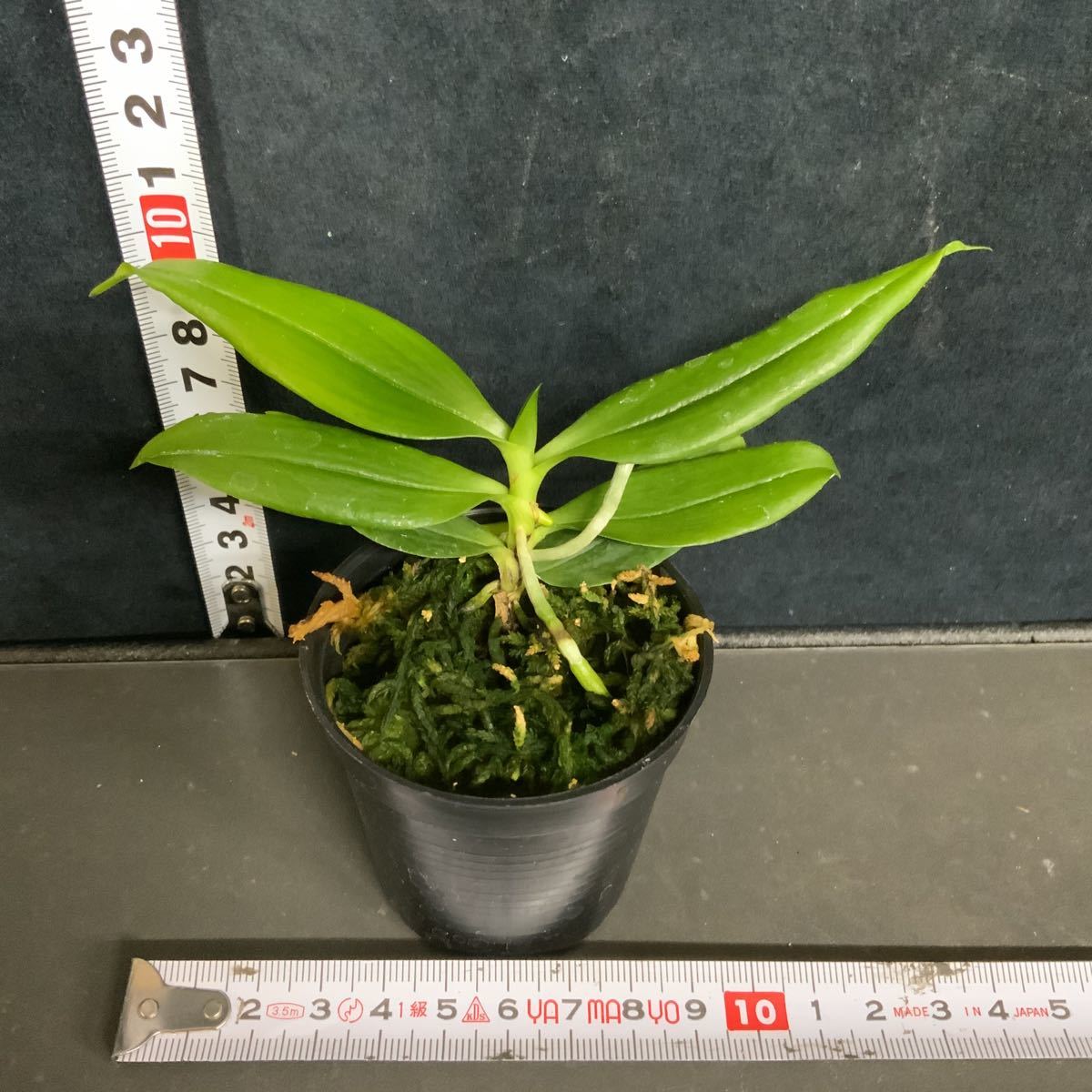(^。 ^)(164) 洋蘭原種，Aerangis citrata x sib，エランギス シトラータ