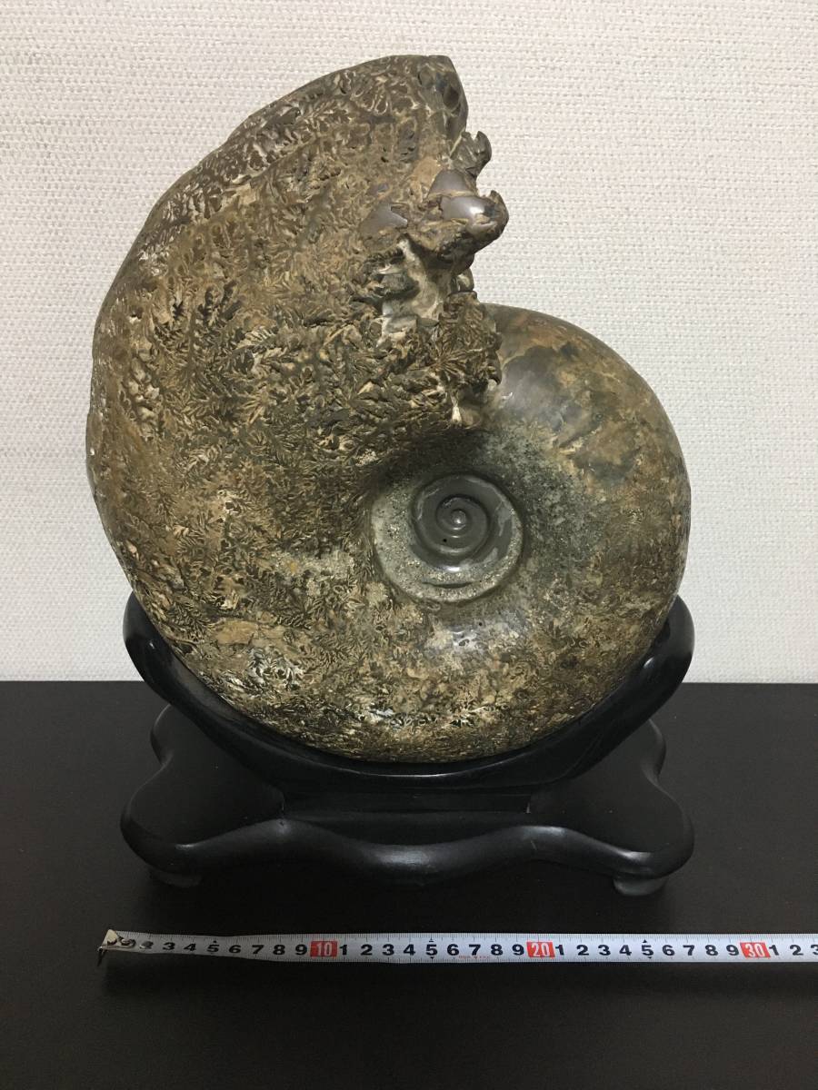 ジャンク アンモナイト 化石 約11キロ 台付き 化石 マダガスカル産