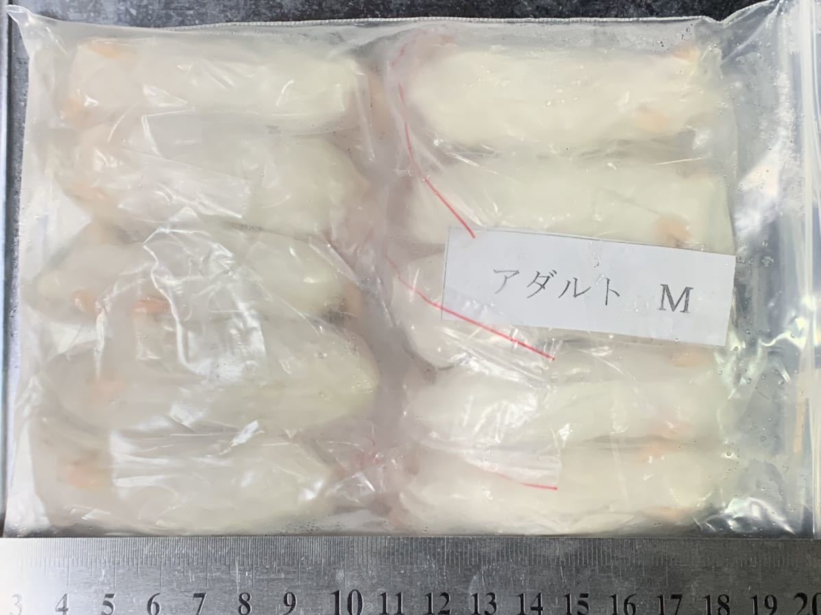 アダルトM 国産冷凍マウス 冷凍マウス 両生類 猛禽類 アダルト 冷凍
